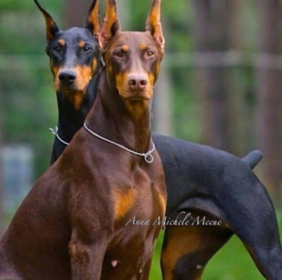 Meet your Posher, Eli - Picture 1 of 1